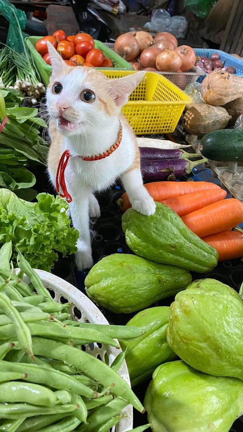 Ảnh vui 26-1: 'Kiếp nạn thứ 83' là đây rồi!- Ảnh 5. Su hào thì 15.000 đồng/kg.