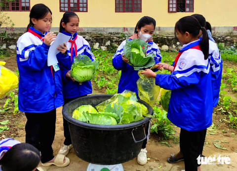 Mướt mắt vườn rau xanh học trò miền núi trồng gây quỹ giúp bạn- Ảnh 1. Học sinh Trường phổ thông dân tộc bán trú THCS Hội Nga, huyện miền núi Quỳ Châu, Nghệ An cân rau đem bán gây quỹ - Ảnh: HƯNG LÊ