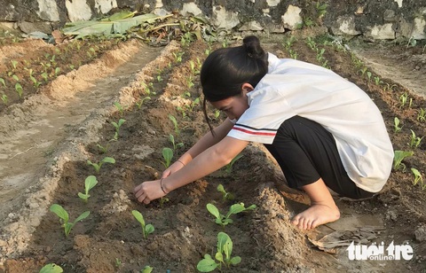 Mướt mắt vườn rau xanh học trò miền núi trồng gây quỹ giúp bạn- Ảnh 5. Loại rau được trồng theo mùa, chủ yếu là các loại rau muống, cải củ, su hào, bắp cải, cải ngọt… - Ảnh: HƯNG LÊ