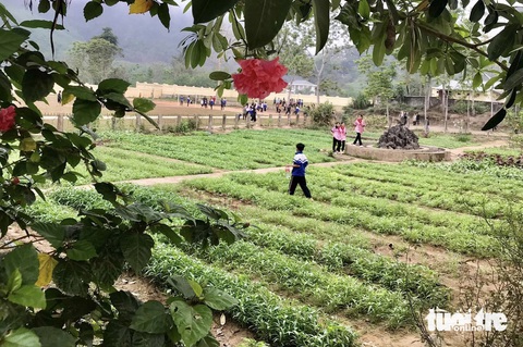 Mướt mắt vườn rau xanh học trò miền núi trồng gây quỹ giúp bạn- Ảnh 6. Các em học sinh đều có ý thức bảo vệ vườn rau của lớp mình - Ảnh: HƯNG LÊ