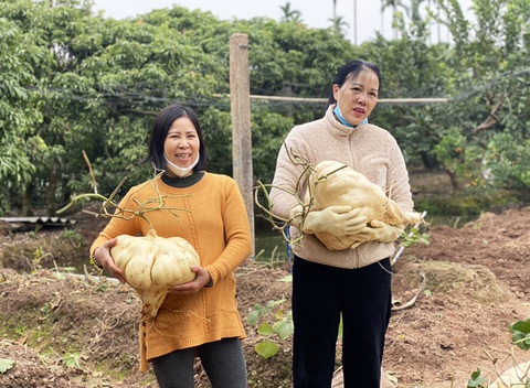 Lão nông kiếm tiền triệu với 200 củ đậu 'khổng lồ' dịp Tết- Ảnh 6. Việc trưng những củ đậu khổng lồ với hàm ý giúp "đậu" tài lộc, mang lại sự ngọt lành cho cả năm nên ngày càng được nhiều người tìm mua vào dịp Tết - Ảnh: M.NGUYỆT
