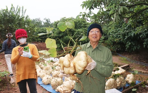 Lão nông kiếm tiền triệu với 200 củ đậu 'khổng lồ' dịp Tết- Ảnh 4. Những củ đậu của gia đình ông Liêm phải dùng cả hai tay để nhấc, kích thước lớn nên dần trở thành thú chơi độc lạ dịp Tết - Ảnh: M.NGUYỆT