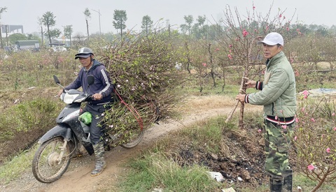 Người nông dân trồng đào bán tại vườn cho khách mua - Ảnh: N.An Người nông dân trồng đào bán tại vườn cho khách mua - Ảnh: N.An