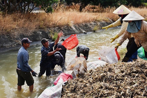 Người dân ngâm mình dưới nước để rửa kiệu trước khi bán kiệu tươi cho thương lái - Ảnh: TRẦN HOÀI Người dân ngâm mình dưới nước để rửa kiệu trước khi bán kiệu tươi cho thương lái - Ảnh: TRẦN HOÀI