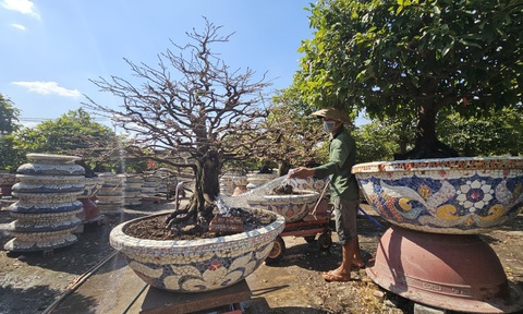 Do thời tiết nắng nóng, nhà vườn phải tăng tưới nước cho mai - Ảnh: N.TRÍ Do thời tiết nắng nóng, nhà vườn phải tăng tưới nước cho mai - Ảnh: N.TRÍ
