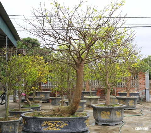 Thu nhập tiền tỉ nhờ nhân giống mai vàng Yên Tử- Ảnh 3. Một lão mai vàng Yên Tử có giá trị cả trăm triệu đồng tại nhà vườn của ông Nam - Ảnh: T.THẮNG