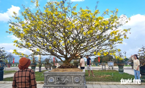 Người xem dường như ngây ngất trước sự rực rỡ, hoành tráng của những chậu mai khổng lồ - Ảnh: LÂM THIÊN Một chậu mai khổng lồ rực rỡ, hoành tráng, thu hút sự chú ý của khách