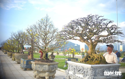 Người xem thích thú ngắm nhìn những chậu mai độc đáo - Ảnh: LÂM THIÊN Người xem thích thú ngắm nhìn những chậu mai độc đáo