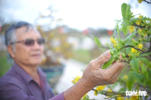 Nhiều người dân đánh giá mai đọt xanh Huế vẫn mang nét đẹp riêng và quý - Ảnh: LÂM THIÊN Nhiều người dân đánh giá mai đọt xanh Huế vẫn mang nét đẹp riêng và quý