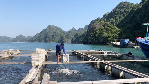 Công ty than chi 5 tỉ đồng mua cá song làm quà Tết cho công nhân- Ảnh 3. Việc các công ty than mua cá song cũng góp phần ủng hộ tiêu thụ loài thủy sản được nuôi số lượng lớn tại Quảng Ninh - Ảnh: T. THẮNG