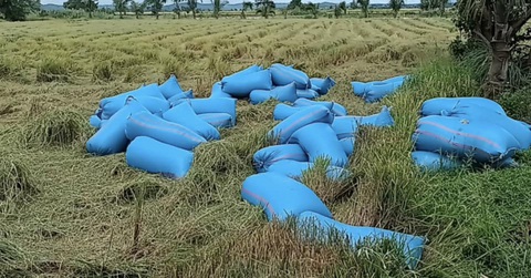 H’Hen Niê gom hết gạo nhà trồng làm quà Tết cho người dân biên giới- Ảnh 1. Nàng hậu Ê Đê khoe thành quả vụ mùa bội thu