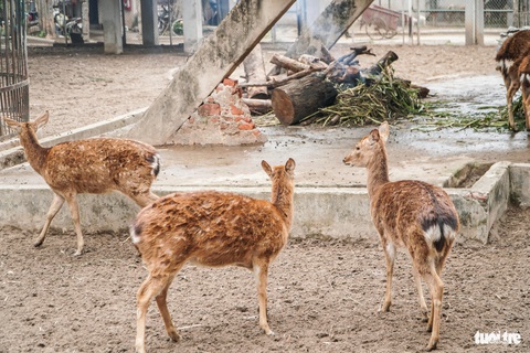 Xót xa cảnh khỉ, voọc... ở Vườn thú Hà Nội co ro ôm nhau trong giá rét- Ảnh 9. Đốt củi chống rét tại khu vực nuôi hươu sao - Ảnh: PHẠM TUẤN