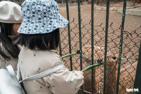 Xót xa cảnh khỉ, voọc... ở Vườn thú Hà Nội co ro ôm nhau trong giá rét- Ảnh 10. Khách tham quan cho hươu sao ăn cỏ - Ảnh: PHẠM TUẤN