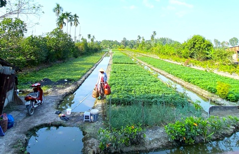 Công viên cây xanh Thạnh Xuân (quận 12, TP.HCM) có nhiều vị trí đất đang được người dân tận dụng trồng rau, hoa Tết - Ảnh: TIẾN QUỐC Công viên cây xanh Thạnh Xuân (quận 12, TP.HCM) có nhiều vị trí đất đang được người dân tận dụng trồng rau, hoa Tết - Ảnh: TIẾN QUỐC