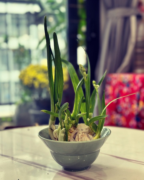 Bài trí góc Tết đơn giản, ấn tượng cho nhà- Ảnh 11. Một bát thủy tiên đang chờ bung lụa - Ảnh: QUỲNH THƯ