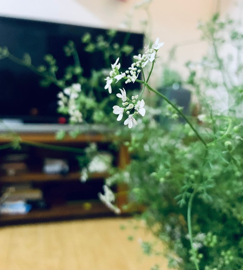 Bài trí góc Tết đơn giản, ấn tượng cho nhà- Ảnh 13. Bó mùi già gây nhớ thương ngày Tết - Ảnh: HUM OM