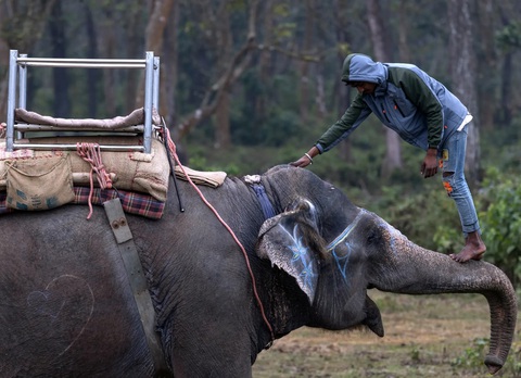 Một nài voi đang trèo lên vòi con voi ở Vườn quốc gia Chitwan tại Nepal. Đây là nơi sinh sống của một trong những con tê giác một sừng cuối cùng trên thế giới, cũng là một trong những nơi trú ẩn còn lại hiếm hoi của hổ Bengal - Ảnh: EPA Một nài voi đang trèo lên vòi con voi ở Vườn quốc gia Chitwan tại Nepal. Đây là nơi sinh sống của một trong những con tê giác một sừng cuối cùng trên thế giới, cũng là một trong những nơi trú ẩn còn lại hiếm hoi của hổ Bengal - Ảnh: EPA