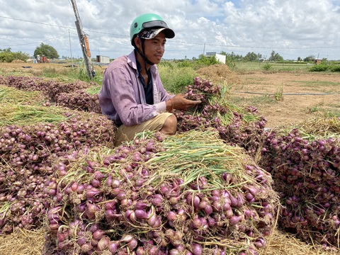 Bí thư Tỉnh ủy Sóc Trăng chỉ đạo tháo gỡ, vướng mắc cho nhiều dự án- Ảnh 1. Một doanh nghiệp đề xuất xây nhà máy chế biến hành tím kết hợp chăn nuôi tại thị xã Vĩnh Châu, tỉnh Sóc Trăng - Ảnh: KHẮC TÂM