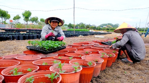 Bà Tuyết Mai trồng vạn thọ con vào chậu để kịp vụ Tết - Ảnh: YẾN TRINH Bà Tuyết Mai trồng vạn thọ con vào chậu để kịp vụ Tết - Ảnh: YẾN TRINH