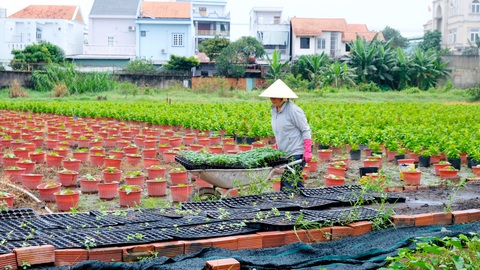 Nhà vườn Hóc Môn, TP.HCM tất bật trồng các loại bông bán Tết - Ảnh: YẾN TRINH Nhà vườn Hóc Môn, TP.HCM tất bật trồng các loại bông bán Tết - Ảnh: YẾN TRINH