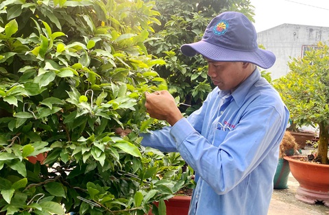 Anh Chinh chăm chút từng chậu mai cho mùa Tết nở bông đẹp - Ảnh: DIỆU QUÍ Anh Chinh chăm chút từng chậu mai cho mùa Tết nở bông đẹp - Ảnh: DIỆU QUÍ