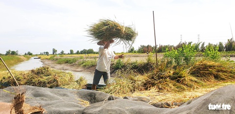 Giá lúa gạo quay đầu giảm mạnh cận Tết, doanh nghiệp nói còn giảm tiếp- Ảnh 2. Nông dân Cà Mau thu hoạch lúa tôm - Ảnh: THANH HUYỀN