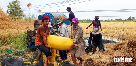 Giá lúa gạo quay đầu giảm mạnh cận Tết, doanh nghiệp nói còn giảm tiếp- Ảnh 1. Nhiều thương lái đến tận ruộng để thu mua lúa - Ảnh: THANH HUYỀN