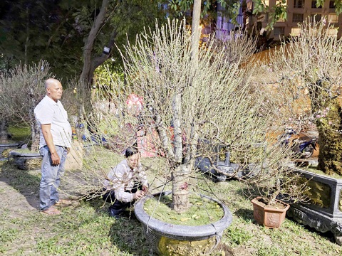 Một gốc đào ghép vừa “cập bến” đã có khách chốt, ghi tên “chủ sở hữu” lên chậu cây - Ảnh: NGỌC HIỂN Một gốc đào ghép vừa “cập bến” đã có khách chốt, ghi tên “chủ sở hữu” lên chậu cây - Ảnh: NGỌC HIỂN
