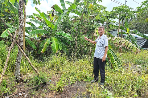 Ông Trương Văn Trình tại phần đất mà ông đang đòi lại - Ảnh: ĐAN THUẦN Ông Trương Văn Trình tại phần đất mà ông đang đòi lại - Ảnh: ĐAN THUẦN