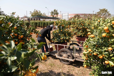 Linh vật rồng uy nghi nổi bật, Lao Bảo chờ đón 100.000 lượt khách- Ảnh 3. Huyện Hướng Hóa dự báo lượng khách đến tham quan sẽ tăng cao dịp Tết này - Ảnh: HOÀNG TÁO