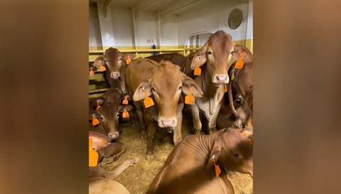 Hàng ngàn gia súc xuất khẩu từ Úc đến Israel mắc kẹt do chiến sự Biển Đỏ- Ảnh 1. Tàu MV Bahijah chở 16.000 con cừu và gia súc rời cảng Úc từ ngày 5-1 - Ảnh: WA Farmers
