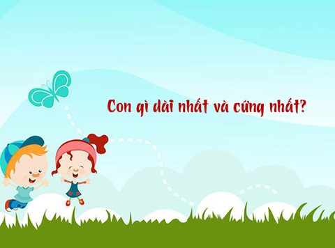 Câu đố hack não: Con gì dài nhất và cứng nhất?- Ảnh 1. Câu đố hack não: Con gì dài nhất và cứng nhất?- Ảnh 1.
