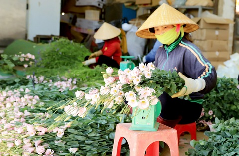 Hoa cát tường tại Đà Lạt được đầu tư những mẫu màu mới - Ảnh: HẢI MINH Hoa cát tường tại Đà Lạt được đầu tư những mẫu màu mới - Ảnh: HẢI MINH
