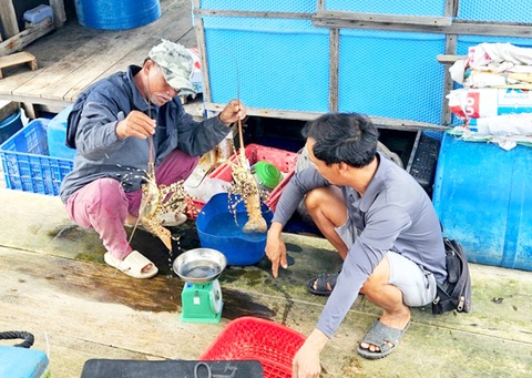 Lượng tôm hùm bông tồn đọng ở Khánh Hòa không nhiều do việc tiêu thụ trong nước lẫn xuất khẩu tiểu ngạch tăng - Ảnh: MINH CHIẾN Lượng tôm hùm bông tồn đọng ở Khánh Hòa không nhiều do việc tiêu thụ trong nước lẫn xuất khẩu tiểu ngạch tăng - Ảnh: MINH CHIẾN