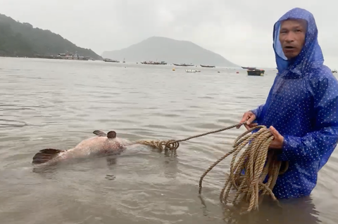 Ngư dân Quảng Nam bắt được cá mú nặng 43kg, bán 9 triệu đồng- Ảnh 1. Ông Tung buộc dây thừng kéo con cá mú vào bờ - Ảnh: N.K.