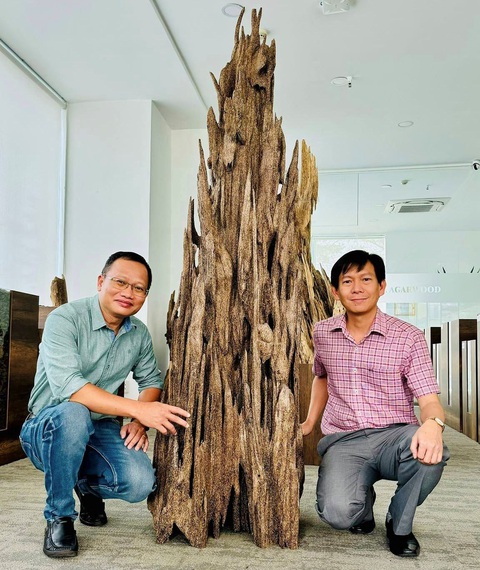 Đấu giá cây trầm hương giúp người nghèo về quê đón Tết- Ảnh 1. Cây trầm hương tự nhiên được chủ tịch Câu lạc bộ Doanh nhân Quảng Ngãi tại TP.HCM đưa ra đấu giá để chăm lo Tết cho người nghèo - Ảnh: TRẦN NHÃ THỤY