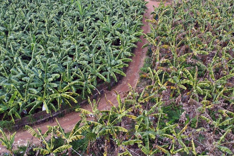 Nông dân kêu cứu vì vườn chuối suy kiệt, nghi do phân bón giả- Ảnh 2. Vườn chuối bị cháy lá, suy kiệt của anh Trần Văn Tuấn (bên phải) đối nghịch với vườn chuối xanh tươi, khỏe mạnh ngay bên cạnh - Ảnh: A LỘC