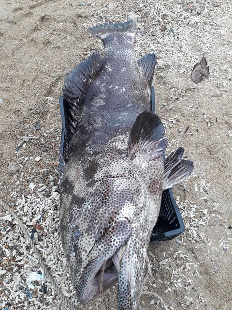 Ngư dân Quảng Nam bắt được cá mú nặng 43kg, bán 9 triệu đồng- Ảnh 2. Con cá mú mà ông Tung bắt được - Ảnh: N.K.