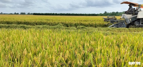 Kiên Giang sẽ bán tín chỉ carbon khoảng 30.000 ha trong năm 2024- Ảnh 2. Kiên Giang là tỉnh có sản lượng lúa lớn nhất cả nước. Riêng năm 2023, có trên 4,5 triệu tấn - Ảnh: MINH KHANG