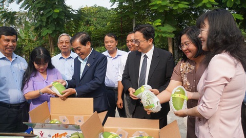 Xoài tượng An Giang lần đầu xuất được sang Úc, Mỹ- Ảnh 1. Lô xoài tượng da xanh VietGAP đầu tiên của huyện Chợ Mới, tỉnh An Giang được xuất khẩu đi Úc, Mỹ - Ảnh: CHÍ HẠNH