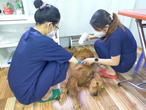 Ngộ nghĩnh, nghĩa tình thú cưng - Kỳ 1: Chú chó Đậu cùng bác sĩ đi chống dịch- Ảnh 2. Thân thiện và đáng yêu, Đậu được sự yêu mến và chăm sóc của mọi người - Ảnh: NVCC