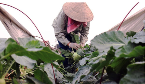Su hào: 'Thần dược' tăng cường sức khỏe nhưng ẩn chứa tác dụng phụ tiềm ẩn- Ảnh 1. Người dân thu hoạch su hào - Ảnh: HOÀI PHẠM