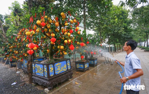 Bưởi Diễn tiền triệu 'nhuộm vàng' đường Mai Chí Thọ, TP.HCM- Ảnh 1. Anh An Đình Ngọc - chủ vườn cây xanh Sài Gòn Garden - chăm sóc những cây bưởi Diễn có giá từ vài triệu đến vài chục triệu, được trưng bày dọc đường Mai Chí Thọ (TP Thủ Đức, TP.HCM) - Ảnh: CHÂU TUẤN