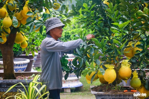 Bưởi Diễn tiền triệu 'nhuộm vàng' đường Mai Chí Thọ, TP.HCM- Ảnh 2. Theo chia sẻ của chủ vườn cây cảnh Minh Tân (trên đường Mai Chí Thọ), thời gian trồng, ghép cành và chăm sóc để cho ra được một chậu bưởi Diễn trưng Tết mất ít nhất 2 năm - Ảnh: CHÂU TUẤN