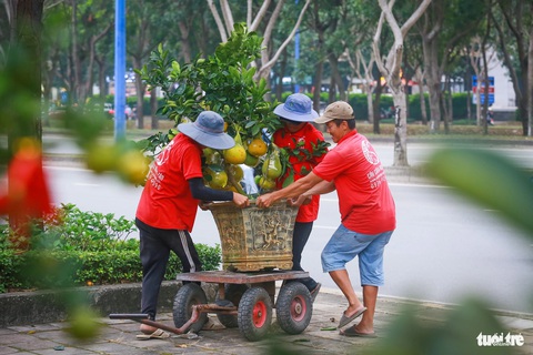 Bưởi Diễn tiền triệu 'nhuộm vàng' đường Mai Chí Thọ, TP.HCM- Ảnh 3. Các nhân viên vườn cây cảnh Minh Tân vận chuyển, đặt các chậu bưởi Diễn vào chỗ trưng bày trên đường Mai Chí Thọ - Ảnh: CHÂU TUẤN