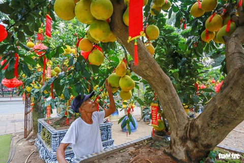 Bưởi Diễn tiền triệu 'nhuộm vàng' đường Mai Chí Thọ, TP.HCM- Ảnh 5. Một chậu bưởi Diễn sum suê trái, thân to, tán rộng có giá khoảng 80 triệu đồng - Ảnh: CHÂU TUẤN