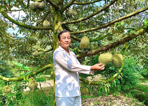Nông dân lập câu lạc bộ doanh nhân doanh thu tiền tỉ để cùng nhau làm giàu- Ảnh 1. Nông dân Võ Văn Em với mô hình sầu riêng hữu cơ, thu nhập hơn 1 tỉ đồng/năm - Ảnh: BẢO DINH