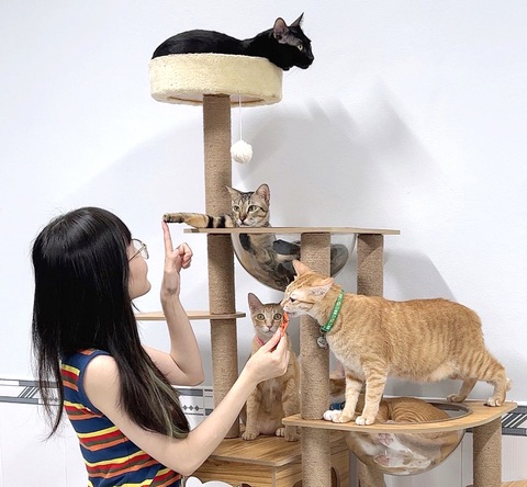 Ngộ nghĩnh, nghĩa tình thú cưng - Kỳ 2: Ngôi sao mèo hoang Mỹ Diệu, Cá, Cua- Ảnh 2. Năm chú mèo nổi tiếng của kênh Vitamin Mèo - Ảnh: NVCC