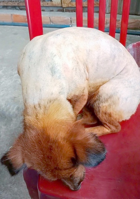 Ngộ nghĩnh, nghĩa tình thú cưng - Kỳ 3: Cô chó đang bị cạo lông được cứu mạng- Ảnh 3. Cô chó lúc mới được cứu với bộ lông bị cạo gần hết và da phỏng rộp - Ảnh: NVCC