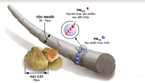 Bụi mịn ở TP.HCM vượt chuẩn, cảnh báo hàng loạt bất lợi tác động sức khỏe- Ảnh 2. Hình ảnh so sánh kích thước hạt bụi mịn PM2.5, PM10 và sợi tóc - Ảnh: Bác sĩ cung cấp